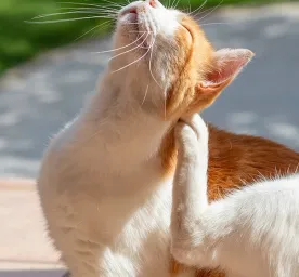 Simak 8 Cara Membasmi Kutu Kucing yang Ampuh Ini