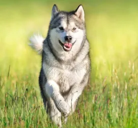Working Dogs Everything You Need to Know