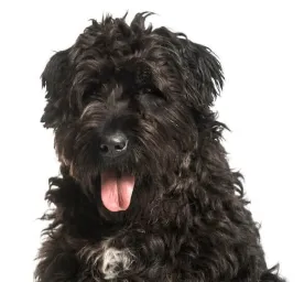 Bouvier des Flandres
