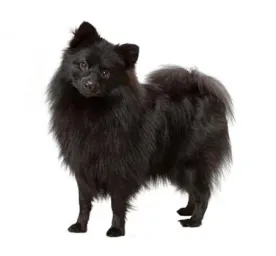german_spitz_mittel