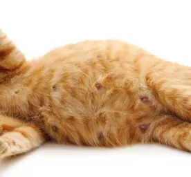 Kucing Hamil Berapa Bulan Sebenarnya Masa Kehamilan Mereka