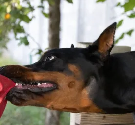Anjing Gila Gejala Penyebab Cara Mengobati dan Tips Mencegahnya