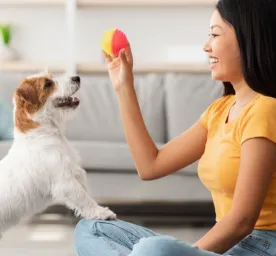 11. Cara Melatih Anjing_Teknik dan Tips untuk Anjing yang Patuh dan Bahagia