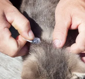 Ampuh Ini Cara Menghilangkan Kutu Kucing yang Mengganggu