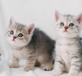 Temukan Perbedaan Anak Kucing Jantan dan Betina Berikut