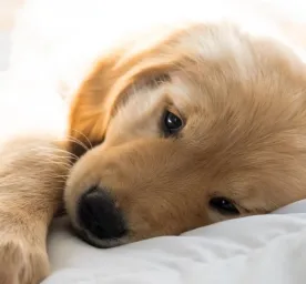 Mengenal Lebih Dekat Anakan Golden Retriever.