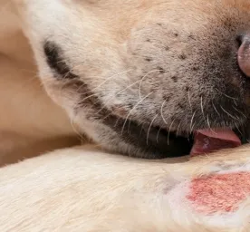 Mengatasi Scabies pada Anjing Tips Menangani dan Mencegah Penyebaran