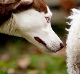 Anjing Kentut Normal atau Masalah Ini yang Perlu Diketahui