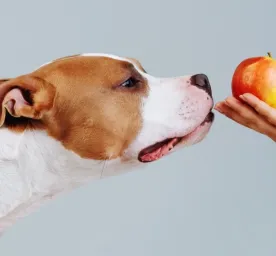Apakah Anjing Boleh Makan Apel Ini Manfaat dan Cara Menyajikannya dengan Aman