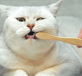 Cara Menyikat Gigi Kucing Agar Tetap Sehat
