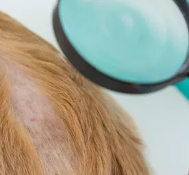 Malassezia pada Anjing Ciri Ciri Penyebab Cara Mengatasi dan Tips Mencegah