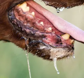 Perlu Diketahui Ini Informasi Seputar Rabies pada Anjing