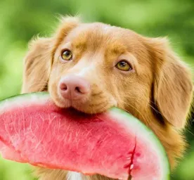 Hal yang Perlu Diperhatikan dalam Memilih Makanan Anjing