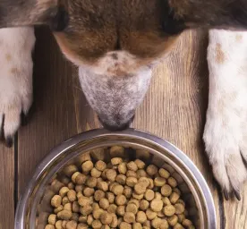  Jenis Makanan Anjing yang Wajib Anda Ketahui