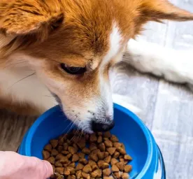 Seputar Pakan Anjing Rumahan