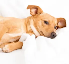 Makanan Anjing untuk Anjing Hamil