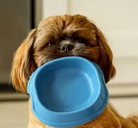 Pakan Anjing dan Nutrisi yang Dibutuhkan Anjing