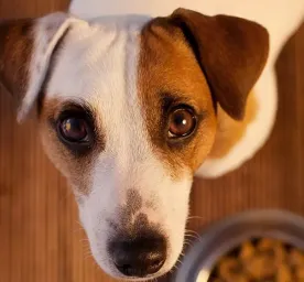  Jenis Makanan Anjing yang Menjadi Kesukaannya