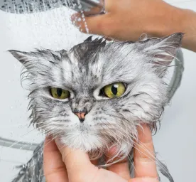 5 Alasan Kenapa Kucing Takut Air