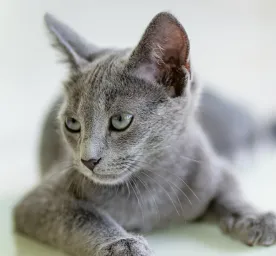 Mengenali Berat Badan Ideal Pada Kucing