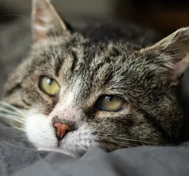 Penyebab FLUTD Pada Kucing dan Apa Makanan Kucing yang Tepat