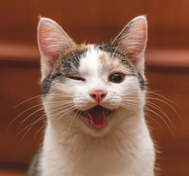 Cara Menjinakkan Kucing agar Lebih Ramah dan Penurut