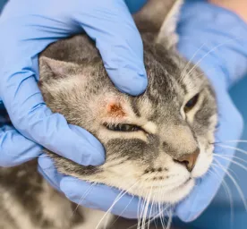 Kucing Jamuran - Penyebab, Gejala, dan Cara Penanganannya