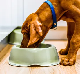 Apakah Anjing Boleh Makan Nasi Ini Jawabannya!