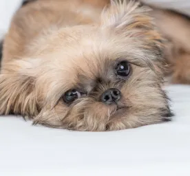 Penyebab dan Gejala Anjing Muntah Darah yang Perlu Diketahui