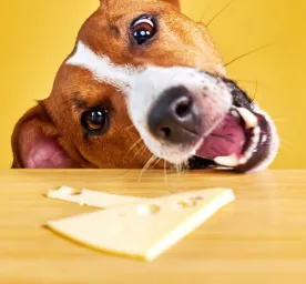Apakah Anjing Boleh Makan Keju Ketahui Jawabannya di Sini