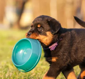Cara Menggemukkan Anjing Kesayangan secara Sehat dan Aman
