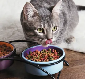 Jenis Makanan Kucing dan Cara Memilihnya