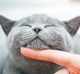 Pilihan Nama Kucing Abu Abu