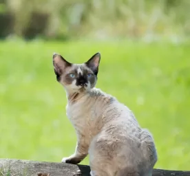 Jenis Kucing Kecil yang Akan Selalu Terlihat Mungil
