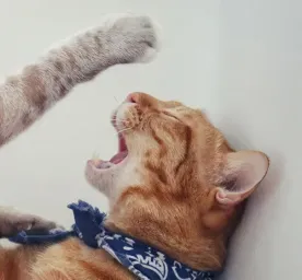 Kenapa Kucing Suka Berantem Berikut Cara Mengatasinya