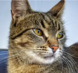 Kucing Tidak Mau Makan Begini Solusinya!