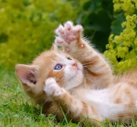Berapa Lama Kucing Tidur Fakta Menarik Tentang Pola Tidur Kucing