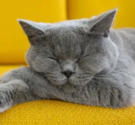 Berapa Lama Kucing Tidur Fakta Menarik Tentang Pola Tidur Kucing