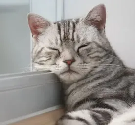 Kenapa Kucing Tidur Terus Ini Alasannya!
