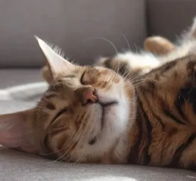 Kenapa Kucing Suka Tidur Ini Penyebab dan Tanda yang Perlu Diwaspadai
