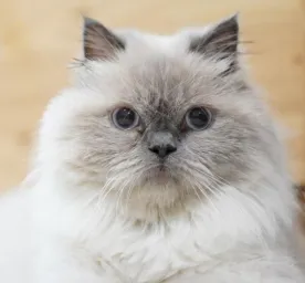 Mengenal Jenis Kucing Himalaya - Karakteristik, Perawatan, dan Keunikan