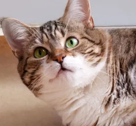 Cara Menggemukkan Kucing - Makanan dan Perawatan yang Tepat