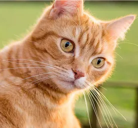  Cara Bantu Kucing Memiliki Berat Badan Ideal
