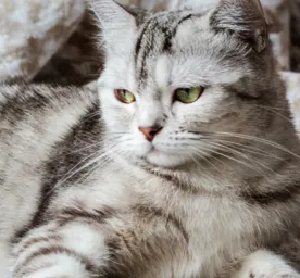 Cara Mengobati Infeksi Saluran Pernapasan Pada Kucing