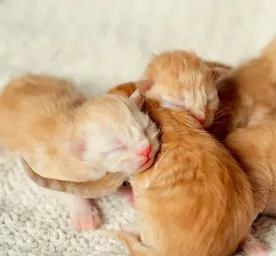 Cara Merawat Anakan Kucing yang Baru Lahir