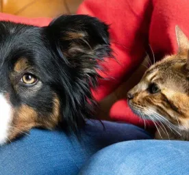 Apakah Saya Sebaiknya Mengadopsi Kucing atau Anjing