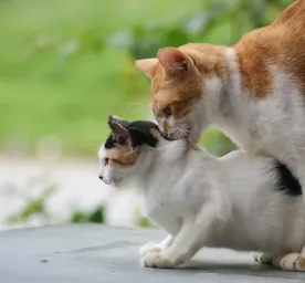 Kucing Birahi Umur Berapa Ketahui Jawabannya di Sini