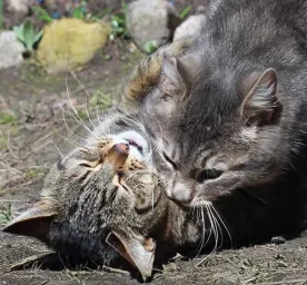 Ketahui Tanda Tanda Kucing Birahi