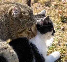 Begini Cara Mengawinkan Kucing yang Tepat