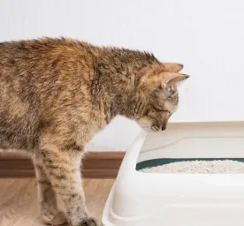 Cara Mengajarkan Kucing Pup di Pasir untuk Pemilik Kucing Baru